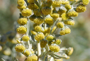 Fleur d'absinthe