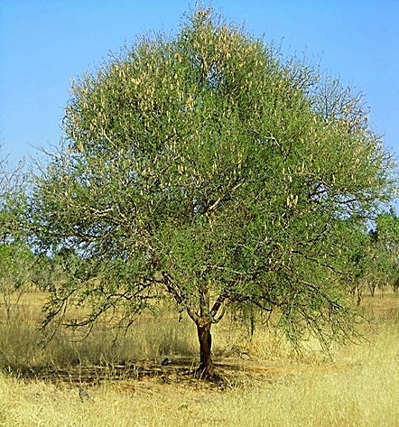 Acacia du Sénégal / Gommier du Sénégal