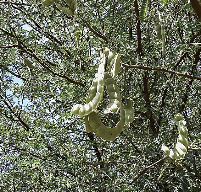 Acacia nilotica / Acacia à épines