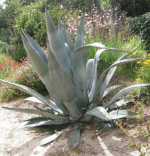 Agave d'Amérique