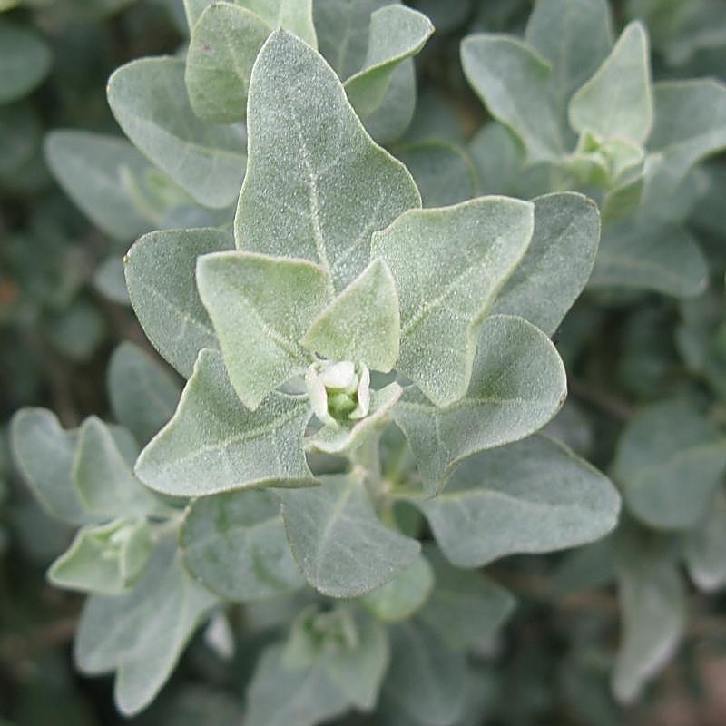 Atriplex