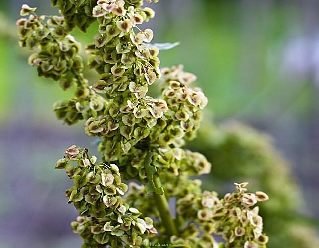 Atriplex — détail