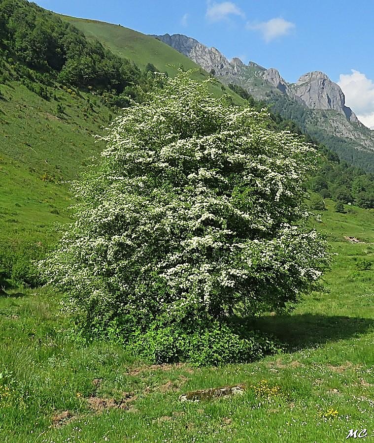 Aubépine