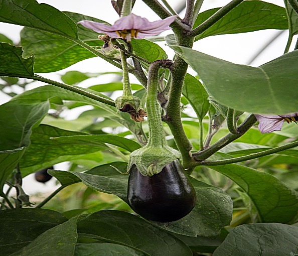 Aubergine