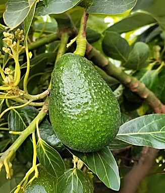Avocatier