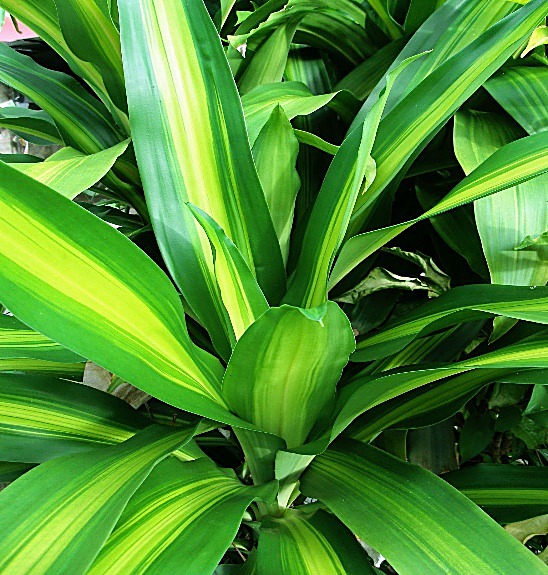 Bambou porte-bonheur, Lucky Bamboo