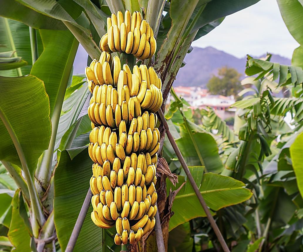 Bananier (plante), Banane (fruit)