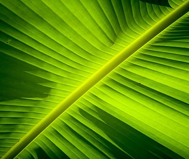 Bananier (plante), Banane (fruit) — détail