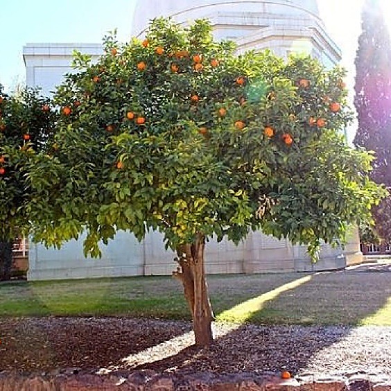 Bigaradier, Oranger amer