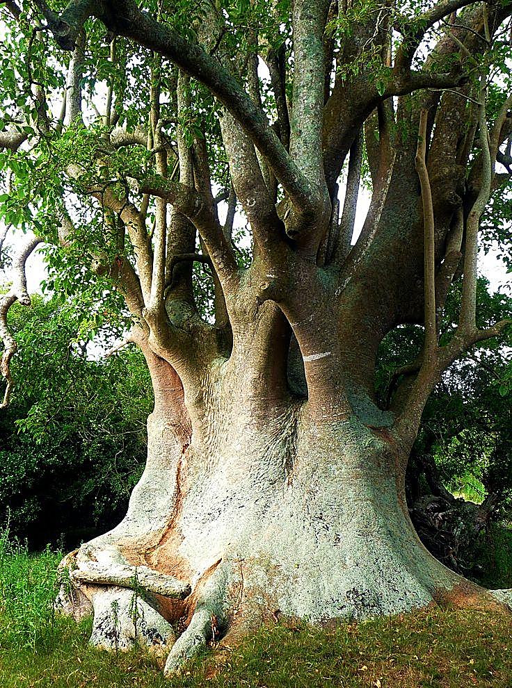 Bois côtelette, Ombu
