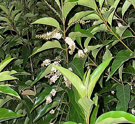 Bois côtelette, Ombu — détail