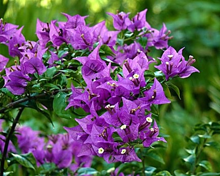 Bougainvillier glabre, Bougainvillée glabre