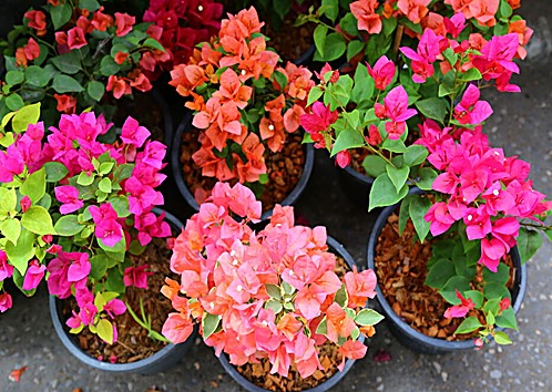 Bougainvillier glabre, Bougainvillée glabre — détail