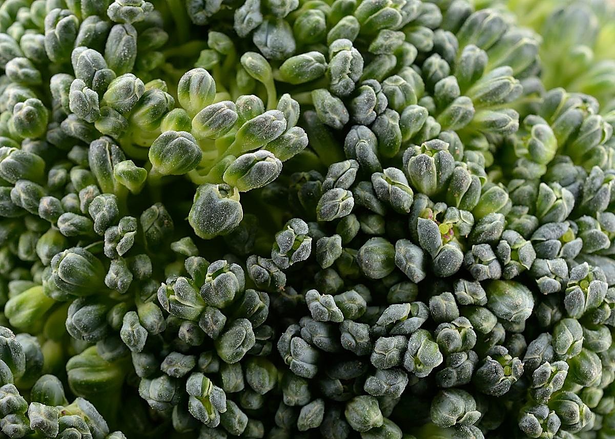 Brocoli — détail