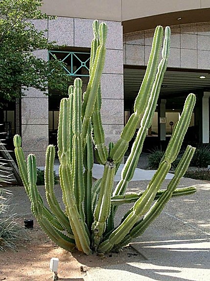 Cactus candélabre