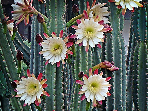 Cactus candélabre — détail