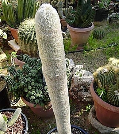 Cactus laineux du Pérou, Espostoa laineux