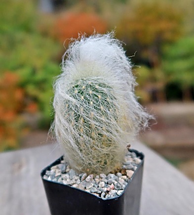 Cactus laineux du Pérou, Espostoa laineux — détail