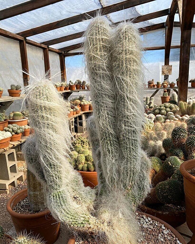 Cactus vieillard, Tête de vieillard