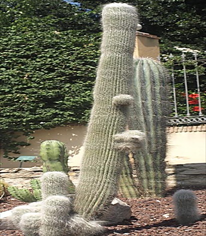 Cactus vieillard, Tête de vieillard — détail