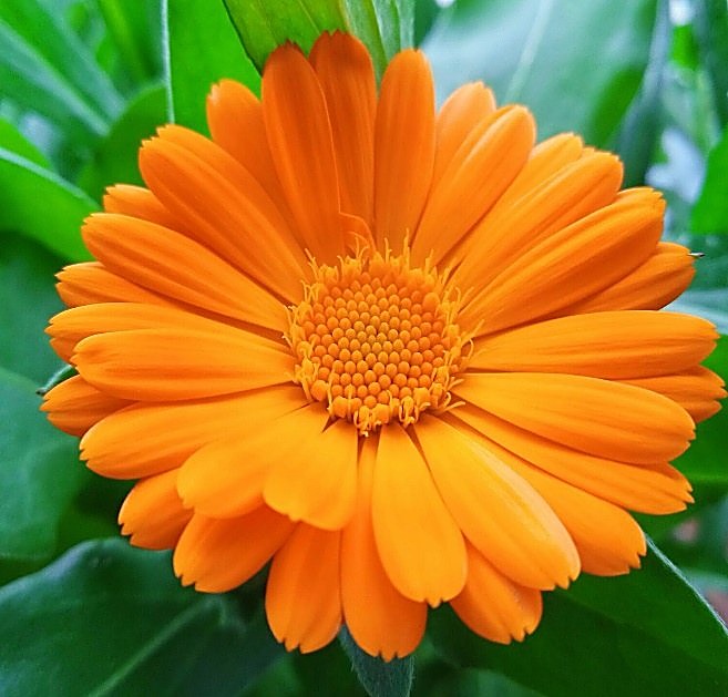Calendula — détail