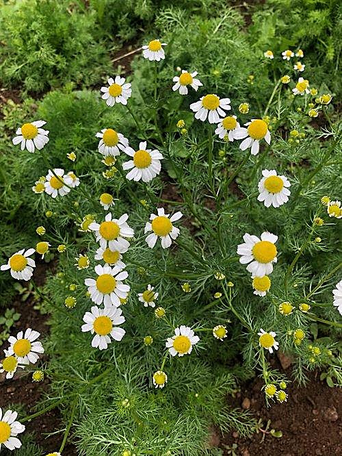 Camomille vraie