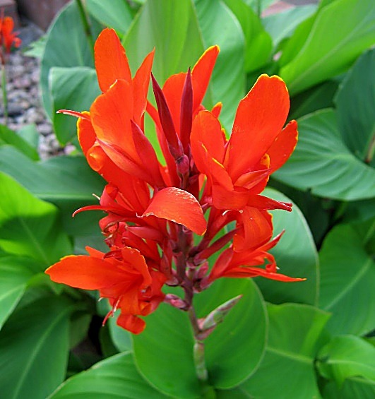 Canna, Balisier, Canna d'Inde