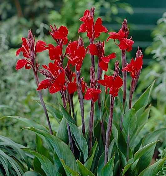 Canna, Balisier, Canna d'Inde — détail