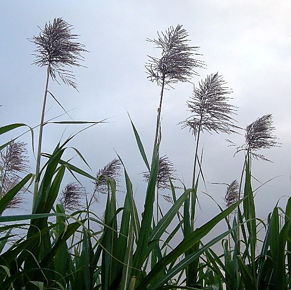 Canne à sucre — détail