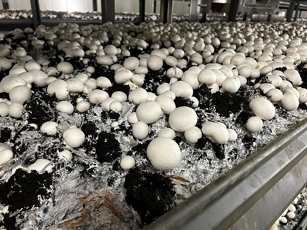 Champignon de Paris — détail
