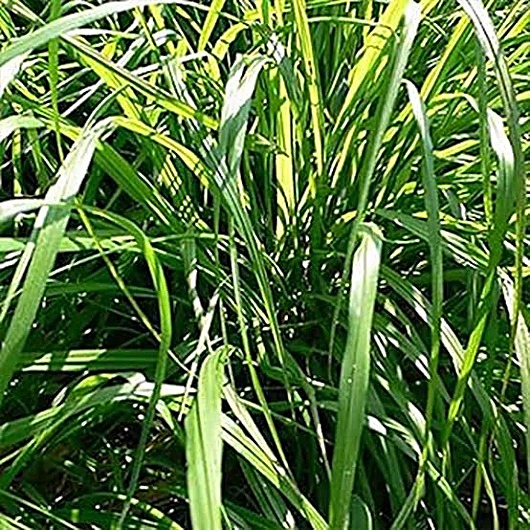 Citronnelle, Citronnelle des Indes, Verveine des Indes