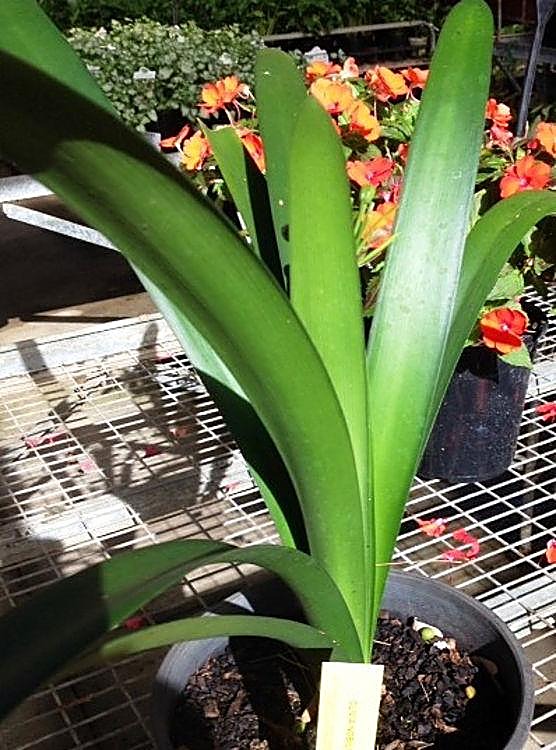 Clivia noble