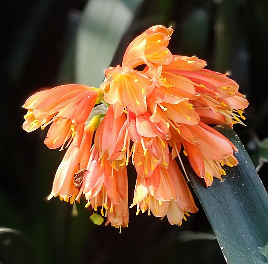 Clivia noble — détail