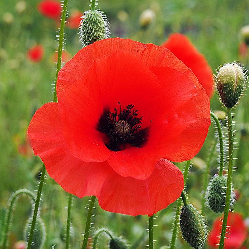 Coquelicot