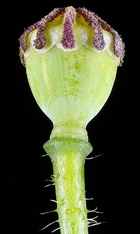 Coquelicot — détail