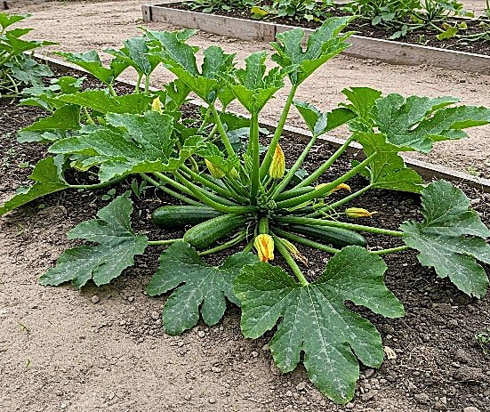 Courgette — détail