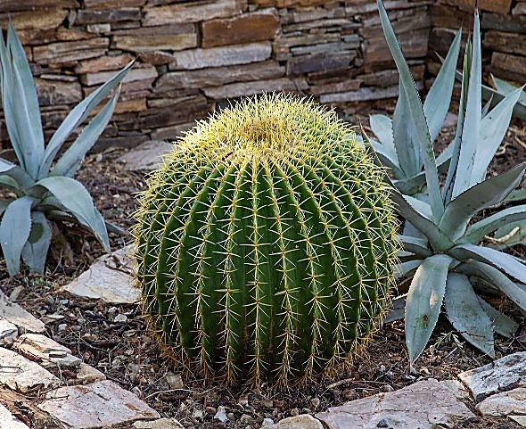 Coussin de belle-mère, Cactus doré, Cactus tonneau doré