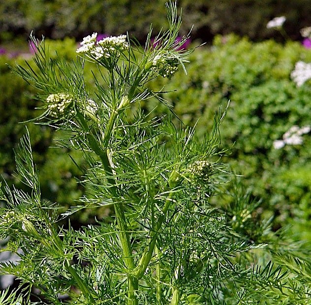 Cumin — détail