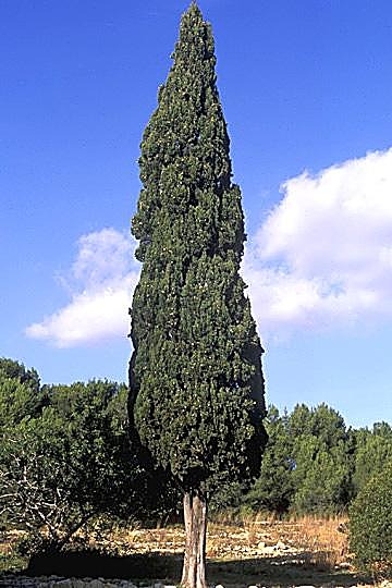Cyprès méditerranéen / Cyprès toujours vert
