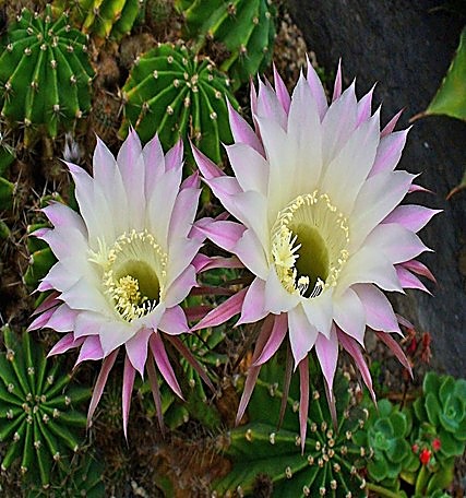 Échinopsis oxygona, Cactus de Pâques, Cactus oursin