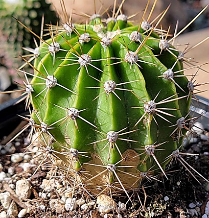 Échinopsis oxygona, Cactus de Pâques, Cactus oursin — détail