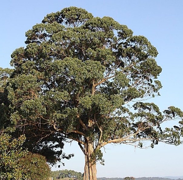 Eucalyptus commun – Gommier bleu