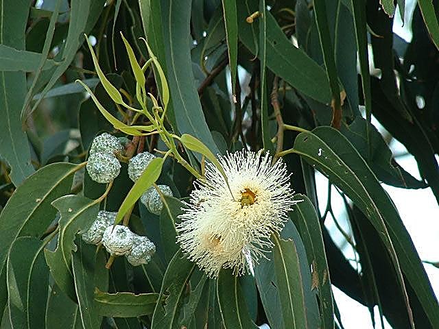 Eucalyptus commun – Gommier bleu — détail
