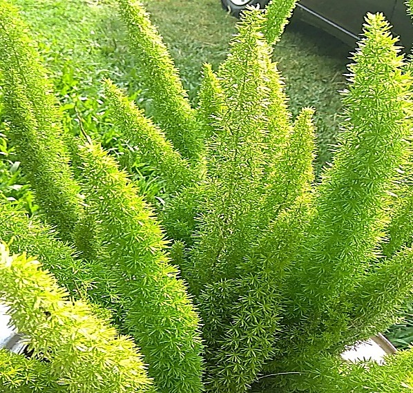Asperge à fleurs denses, Fougère asperge, Queue-de-renard — détail