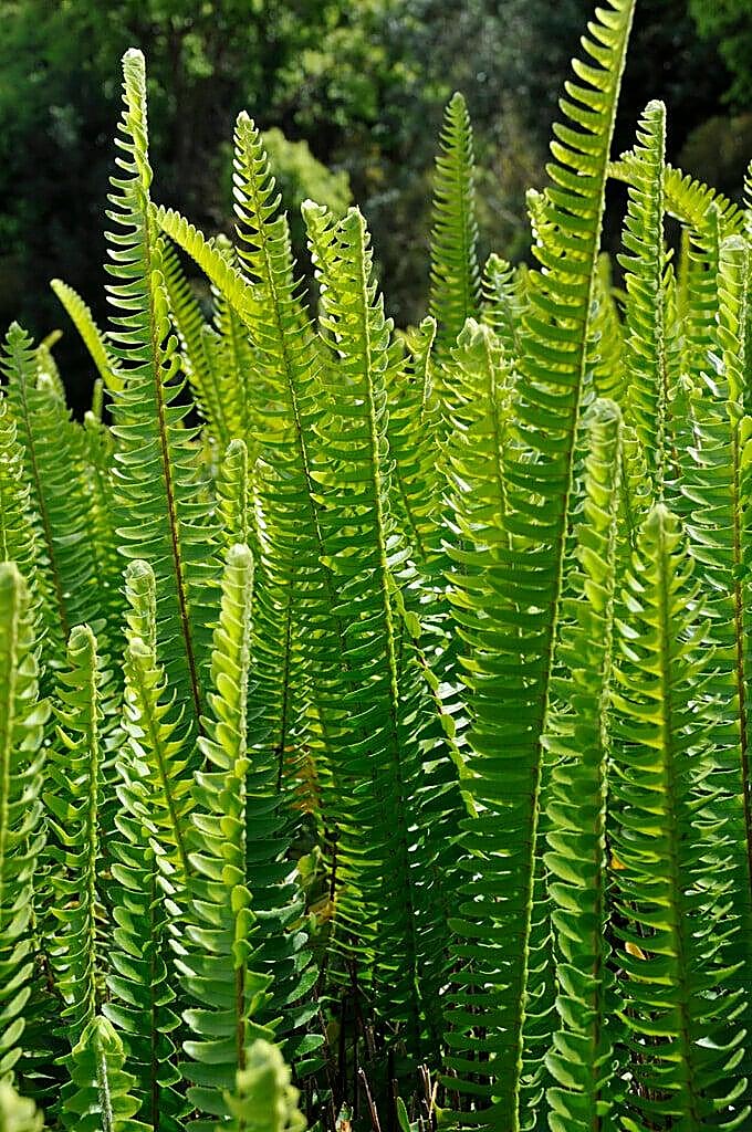 Fougère tubéreuse, Néphrolépis tubéreux