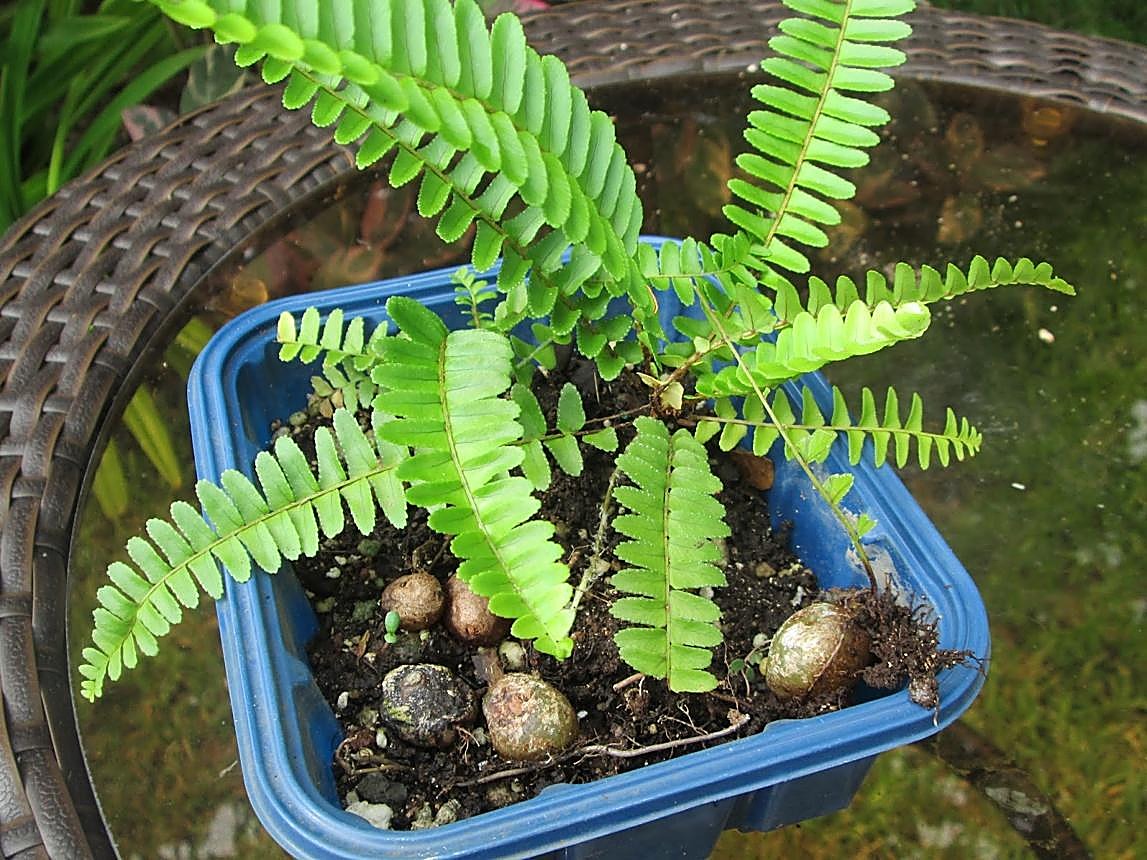Fougère tubéreuse, Néphrolépis tubéreux — détail