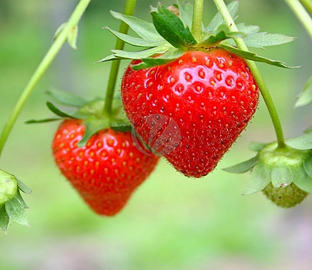 Fraisier — fruit: Fraise
