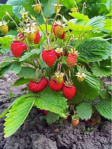 Fraisier — fruit: Fraise — détail
