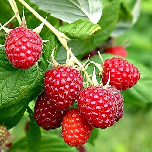 Framboise