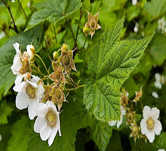 Framboise — détail